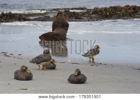 Large male Southern Sea Lion (Otaria flavescens) resting in the surf on the coast of Sealion Island in the Falkland Islands. Group of Falkland Steamer Ducks (Tachyeres brachypterus) in the foreground.