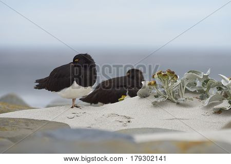 Magellanic Oystercatchers (Haematopus leucopodus) resting amongst Sea Cabbage plants (Senecio candidans) on a sandy beach on Sealion Island on the Falkland Islands.