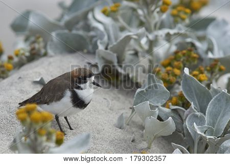 Two-banded Plover (Charadrius falklandicus) foraging amongst flowering Sea Cabbage plants (Senecio candidans) on a sandy beach on Sealion Island on the Falkland Islands.