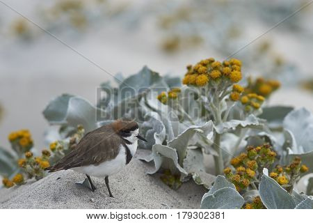 Two-banded Plover (Charadrius falklandicus) foraging amongst flowering Sea Cabbage plants (Senecio candidans) on a sandy beach on Sealion Island on the Falkland Islands.