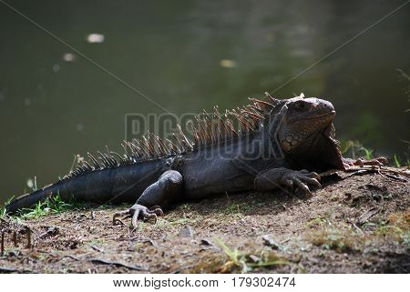 Sun bathing iguana warming in the sunshine beside a body of water.