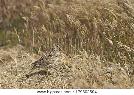 Magellanic Snipe (Gallinago paraguaiae magellanica) partially hidden in a grassy meadow on Sealion Island in the Falkland Islands.