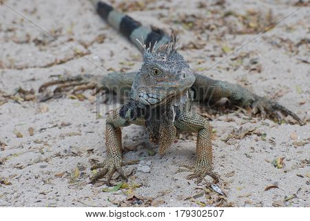 Iguana with a striped tail on a white sand beach.