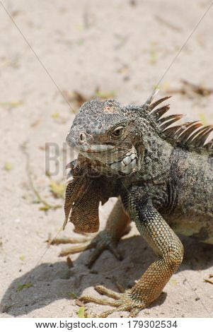 Amazing iguana sitting on a white sand beach in Aruba.