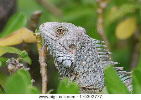 Fantastic gray iguana sitting in the top of a bush.