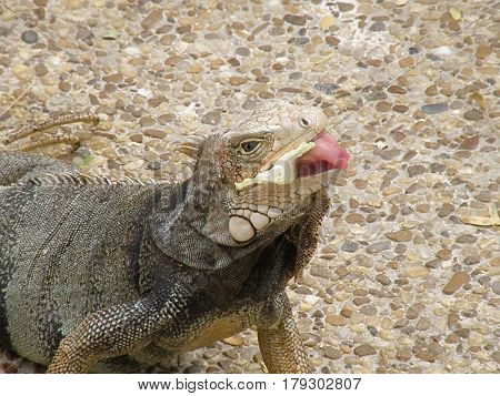 Amazing gray iguana with his tongue out eating a bunch of green lettuce.