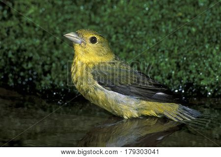 A female Scarlet Tanager, Piranga olivacea bathing in a shallow pond