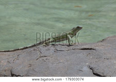 Cute dancing iguana on the rocks along the water's edge.