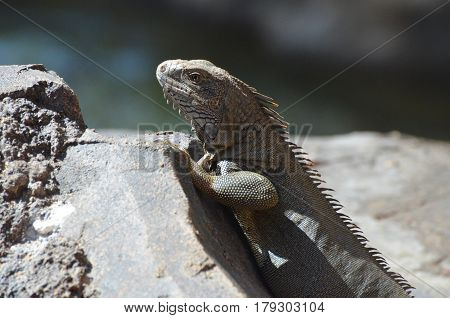Gray iguana on a large rock climbing up to peak over.