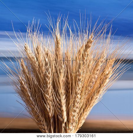 Sheaf Of Barley On The Blue Sky