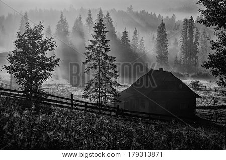 Early morning sun rays illuminate the dawn beautiful Carpathian landscape in the mist on the background of ancient trees are blooming field of summer