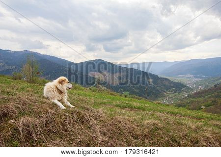 Herding dog in a pasture in the mountains. Carpathians