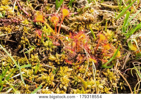 Round leaved Sundew or Common Sundew Drosera rotundifolia. Close up or macro.