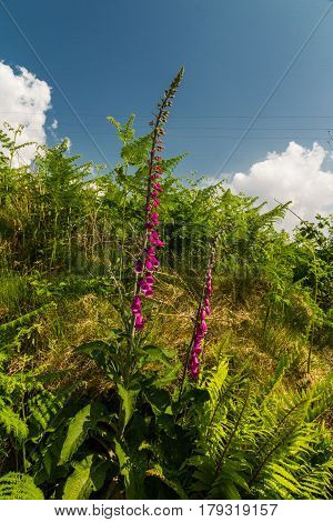 Common Foxglove Or Digitalis Purpurea
