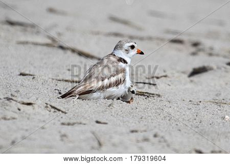 Endangered Piping Plover (Charadrius melodus) with a chick on a beach