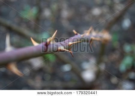 Grim background with rose hips and thorns