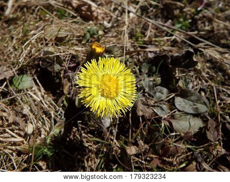 Beautiful yellow coltsfoots on a natural background, Yellow flowers, Coltsfoot (Tussilago farfara),