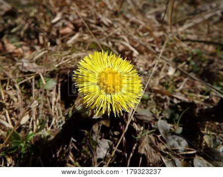 Beautiful yellow coltsfoots on a natural background, Yellow flowers, Coltsfoot (Tussilago farfara),