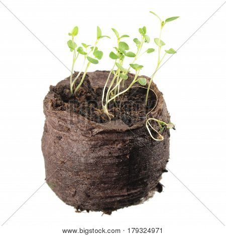 Seedling of thyme (Thymus serpyllum) with two green cotyledon and true leaves in clod of soil isolated on white background