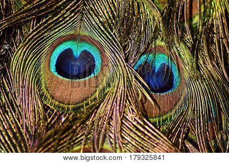 Vibrant colors of peacock feathers in closeup.