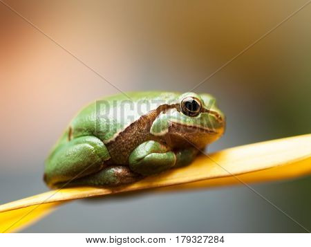 Common tree frog siting on the reed leave - Hyla arborea