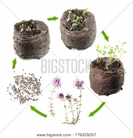 Life cycle of plant. Stages of growth of thyme (Thymus serpyllum) from seed to a flowering plant