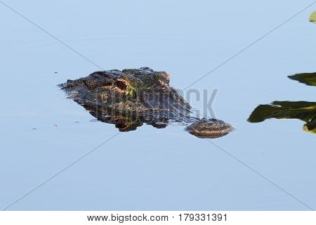 American Alligator (mississippiensis) swimming in the Florida Everglades