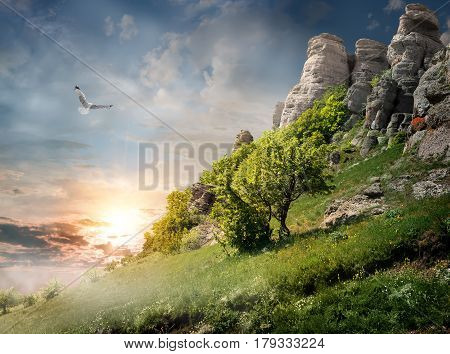 Big bird over trees on the mountain