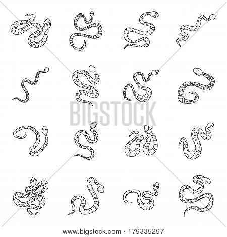 Snake icons set. Outline illustration of 16 snake vector icons for web