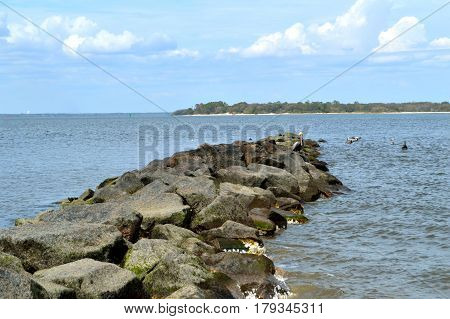 Pelican Perched Atop A Rock Wall In Ocean
