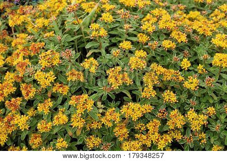 Sedum kamtschaticum variegatum with star-shaped flower open from orange bud and creamy margin foliage