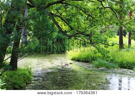 Tree branches bent over the river in Tsarskoye Selo