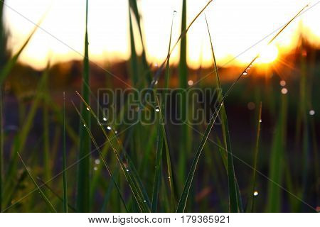 Morning dew in the grass at dawn