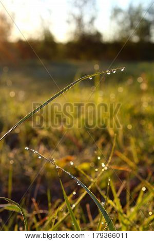 Morning dew in the grass at dawn