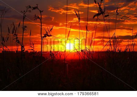 Beautiful sky sunset with plants in foreground