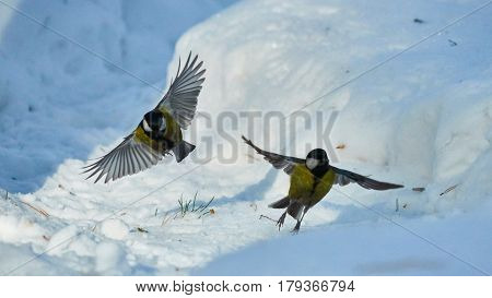 Tomtit Is Flying. Birds. Winter, Siberia. Russia.