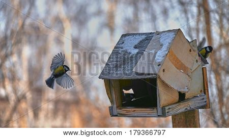 Tomtit Is Flying. Birds. Winter, Siberia. Russia.