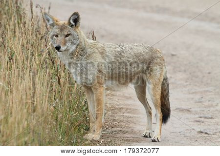 Western Coyote (Canis latrans) on a dirt road in Yellowstone National Park