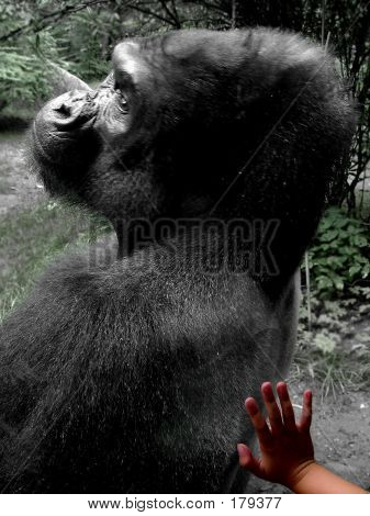 Gorilla