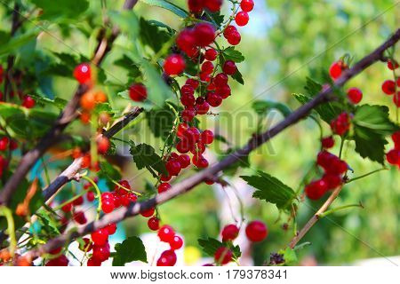 Ripe red currants on the branches of a Bush