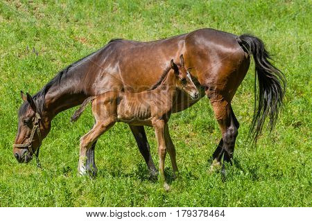 Mare with foal grazing on a spring pasture