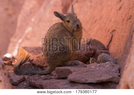 Close up of a southern viscacha Altiplano Bolivia