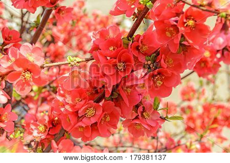 Chaenomeles Japonica Pink Tree Flowers,  Maule's Quince, Gutuiul Japonez, Outdoor Close Up