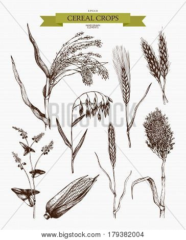 Vector collection of ink hand drawn agricultural plants sketches. Vintage illustration with legumes, cereal crops, sunflower and flax. Farm fresh and organic plants set.