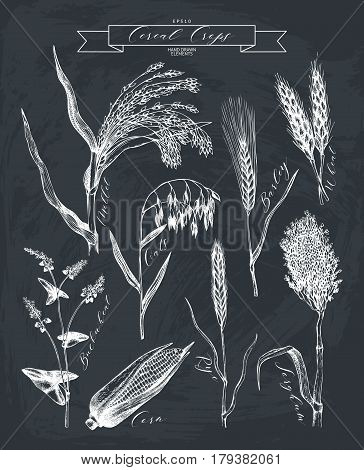 Vector collection of ink hand drawn agricultural plants sketches. Vintage illustration with legumes, cereal crops, sunflower and flax. Farm fresh and organic plants set.
