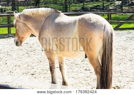 Nice Small white horse pony a paddock.