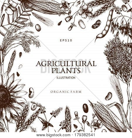 Vector design with ink hand drawn agricultural plants sketches. Vintage illustration with legumes, cereal crops, sunflower and flax.