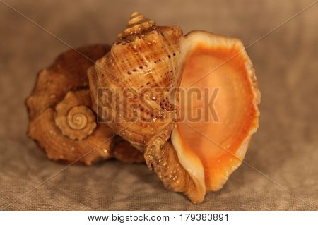 The sea shell is placed on a monophonic background