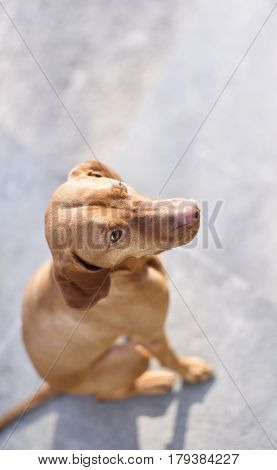 Cute Viszla dog on a stone floor. High angle view with copy space.