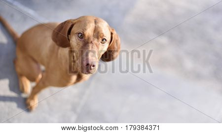 Cute Viszla dog on a stone floor. High angle view with copy space.